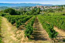 vignes et paysage du Languedoc